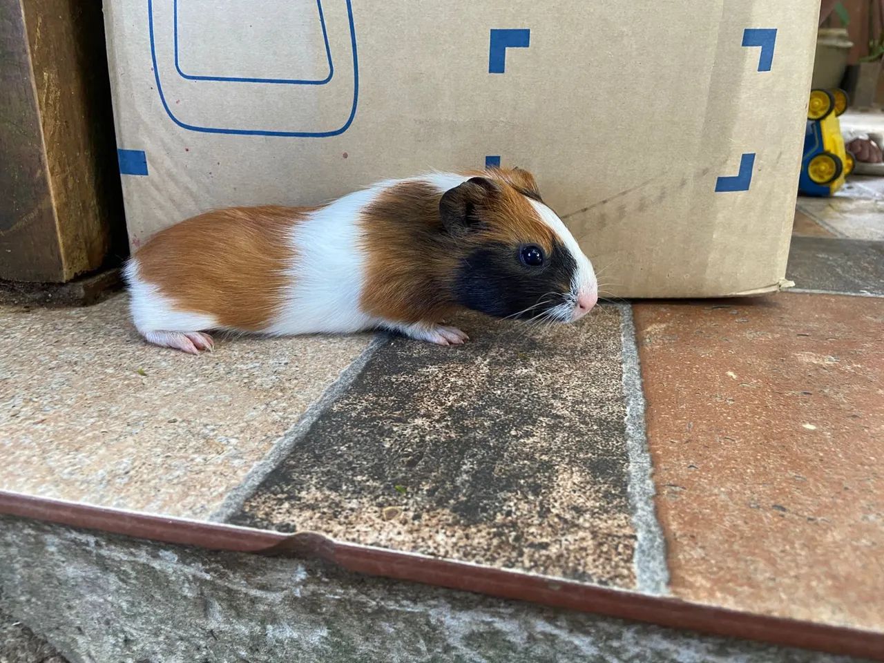 Porquinho da índia  - Foto 2
