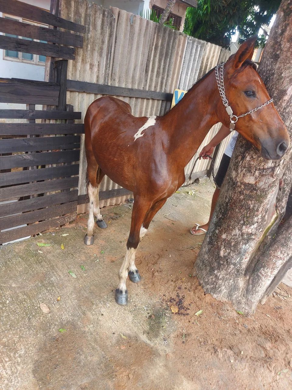 Cavalo - Foto 3
