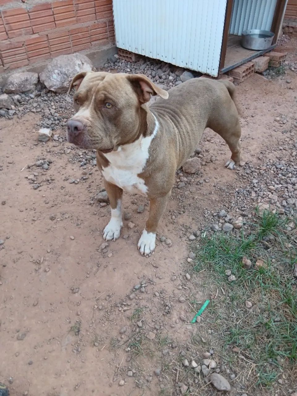 Filhotes de Pitbull  - Foto 5