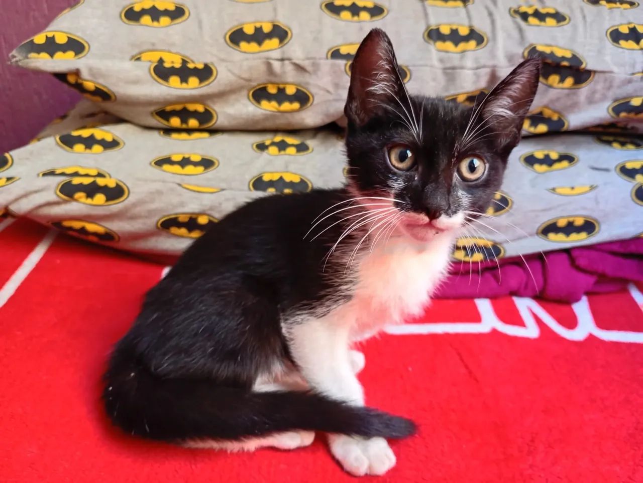 Gatinho doação - Foto 3