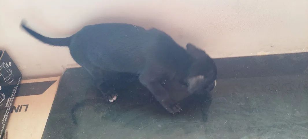 Cães - Foto 4