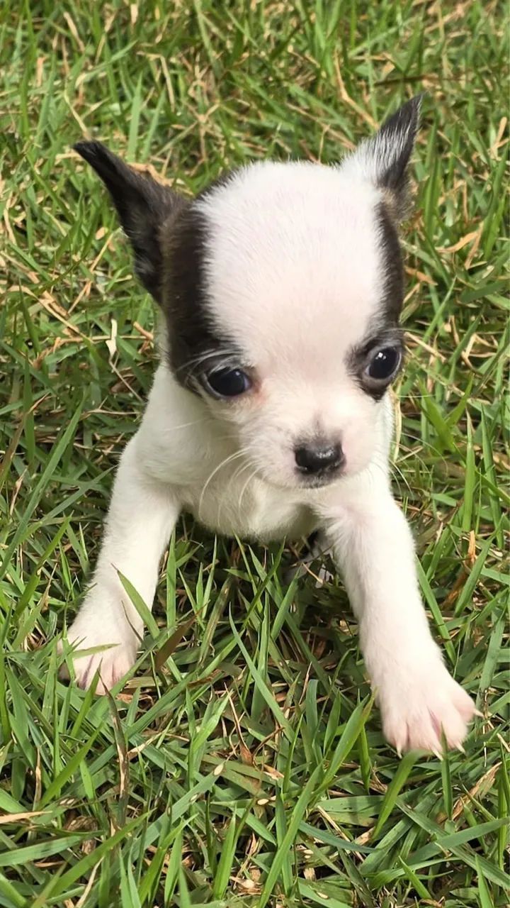 Chihuahua 
