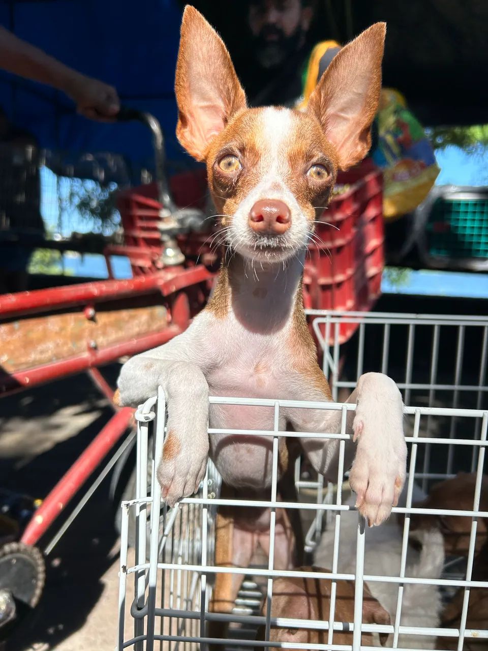 Pinscher fêmea 