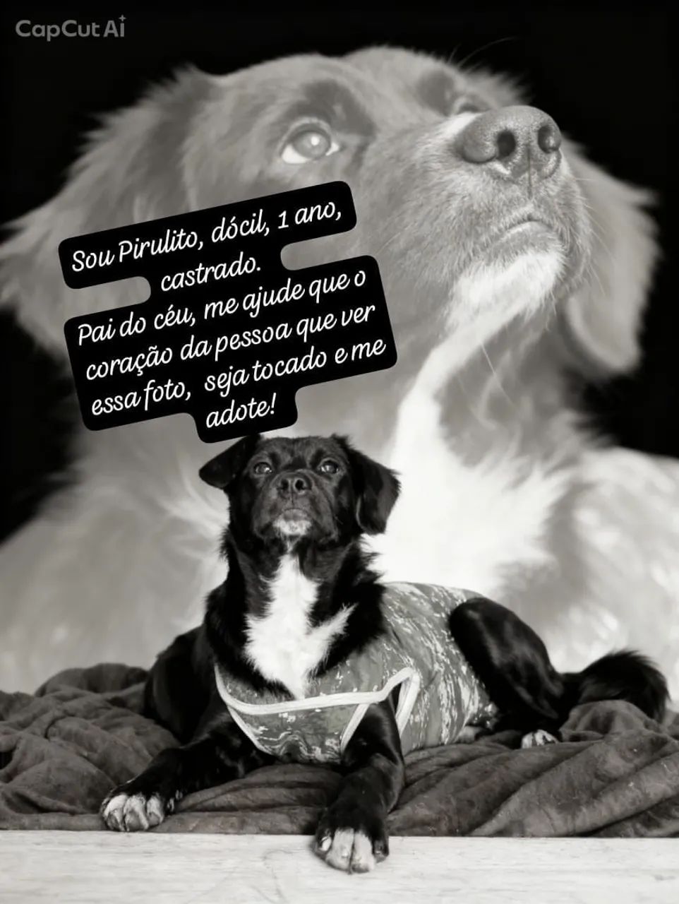 Me adote