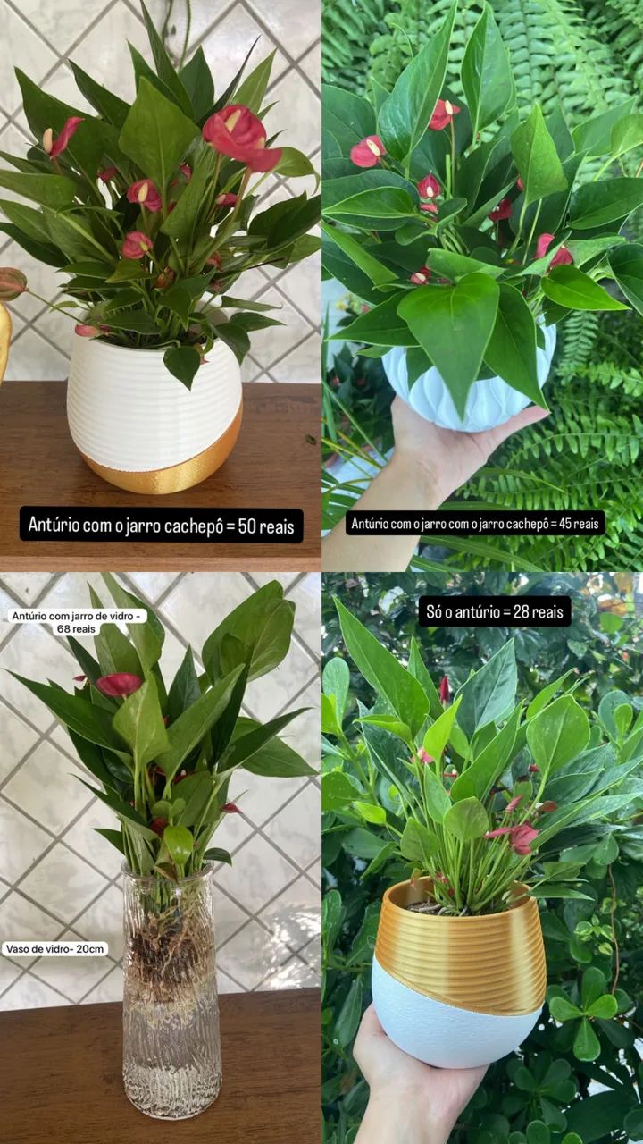 Planta com jarro - ficus - Foto 4