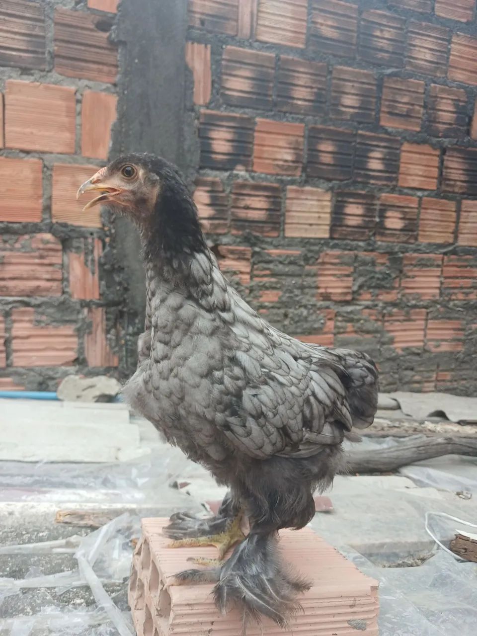 Brahma - Foto 3