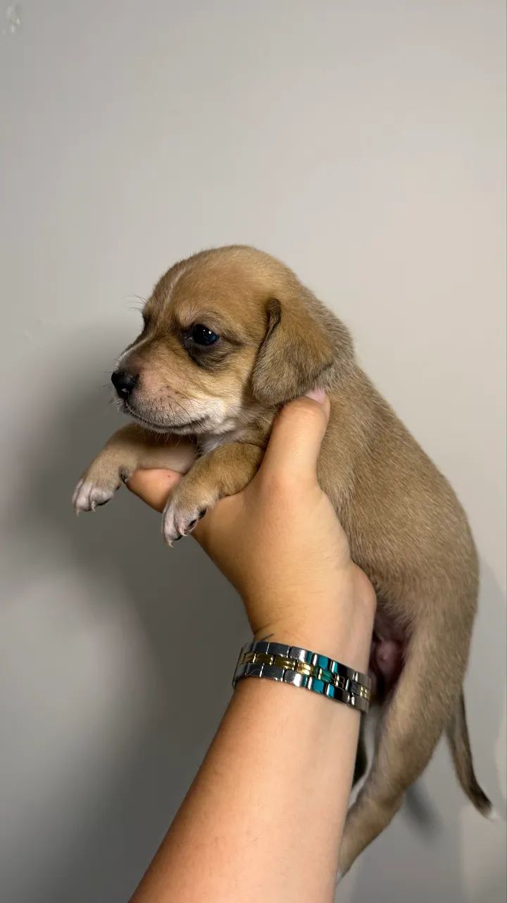 Cachorro para adoção  - Foto 4
