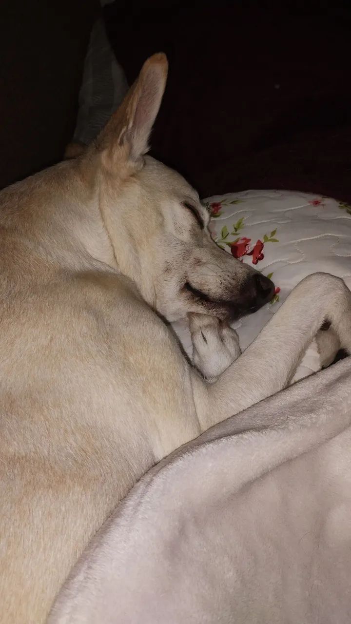 Cuidadora de pets  - Foto 5