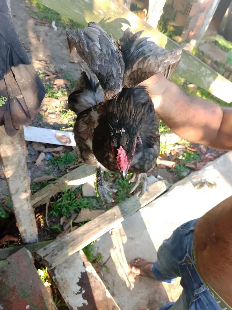Galo mini coxim - Foto 2