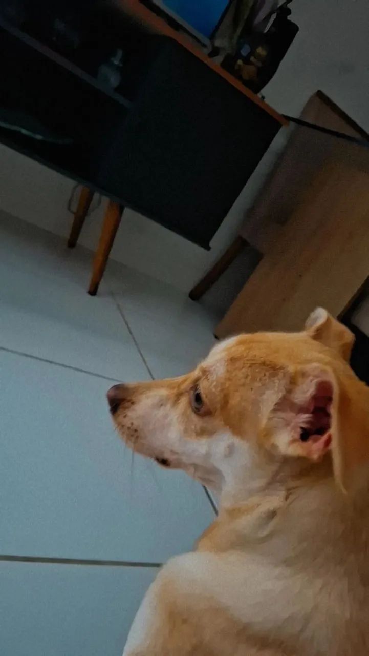 Adoção responsável  - Foto 3