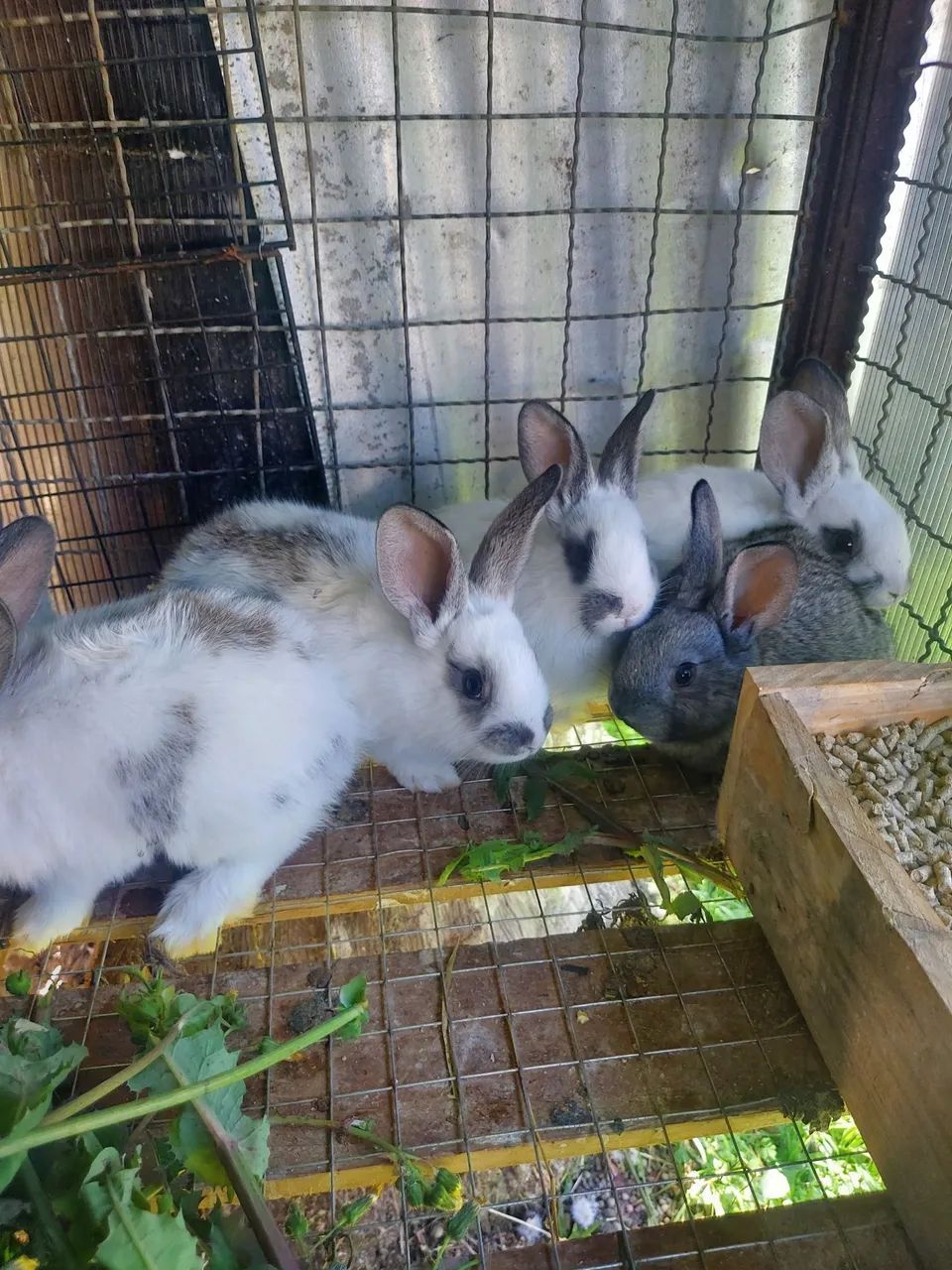 Coelhos - Foto 3