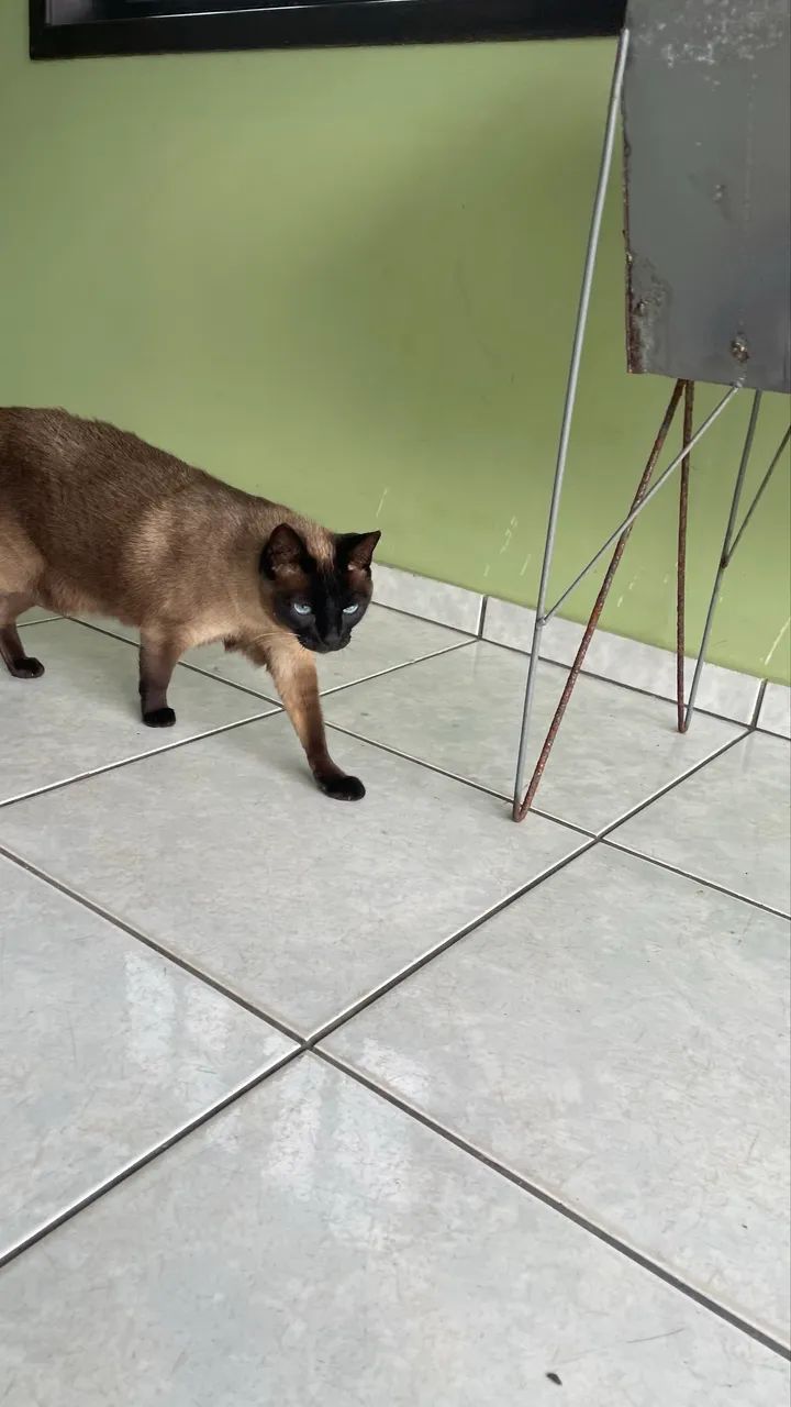 Doa-se gatinha - Foto 4