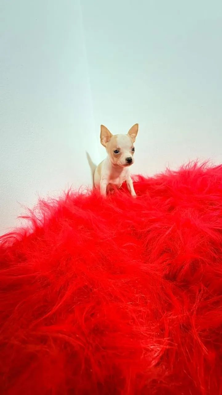 PINSCHER ZERO  - Foto 2