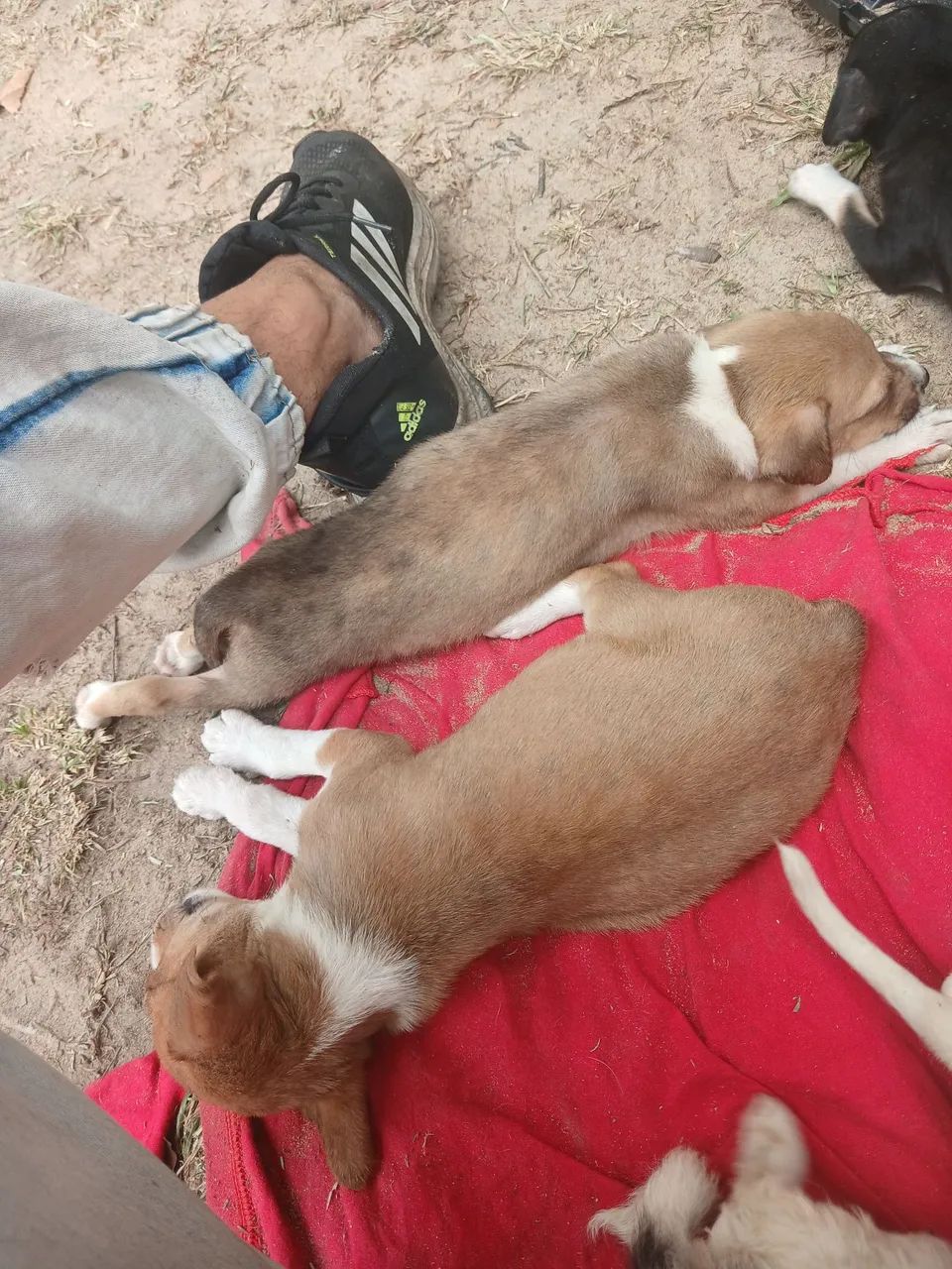 Adoção responsável  - Foto 3