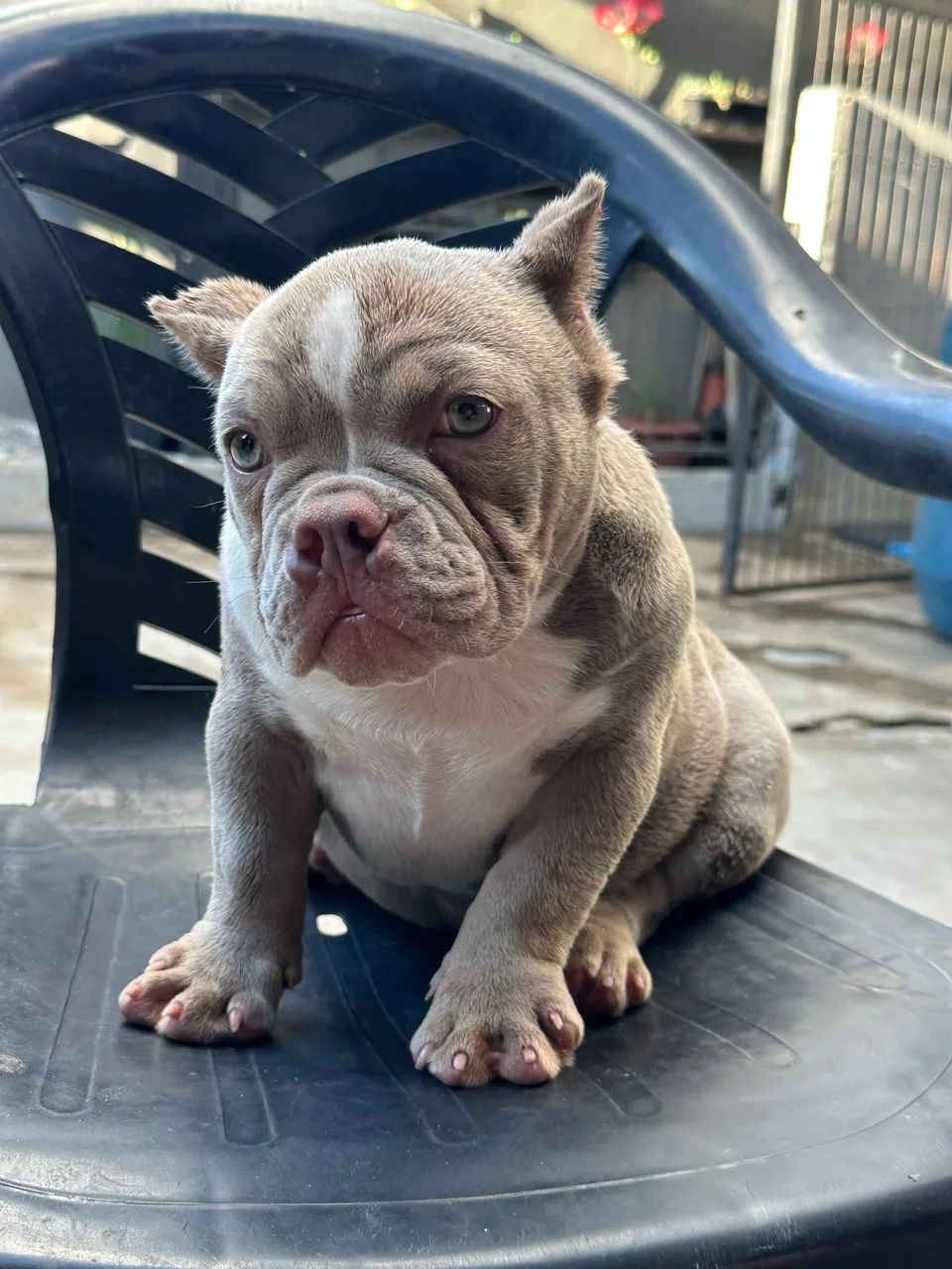AMERICAN BULLY MICRO - FÊMEA  - Foto 2