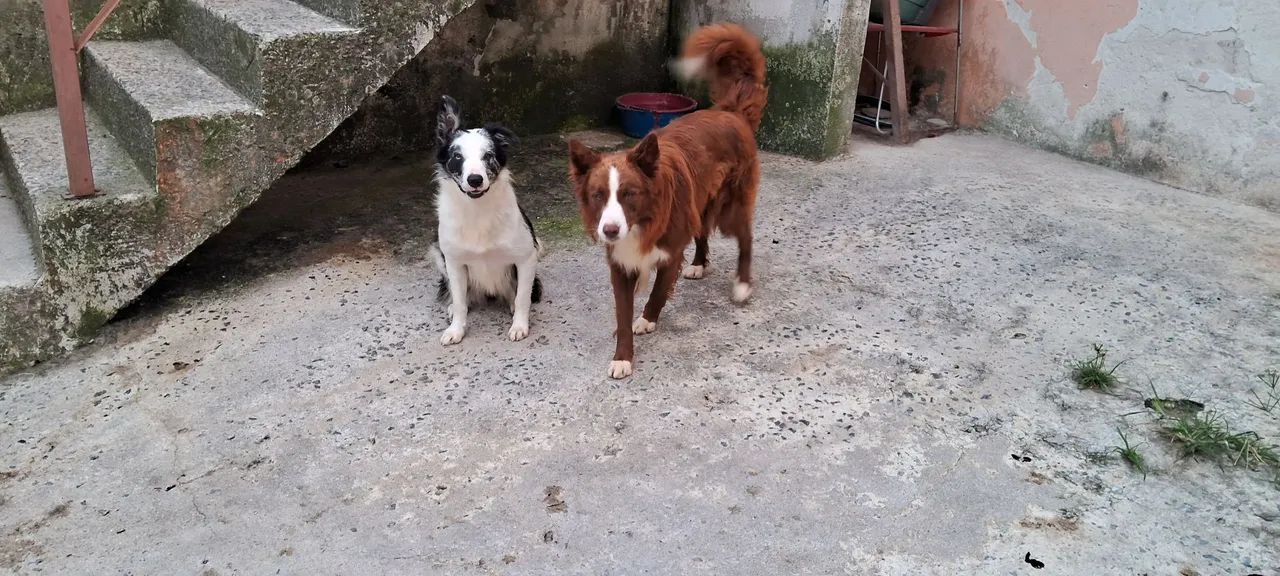 Doação Border Collie - Foto 5