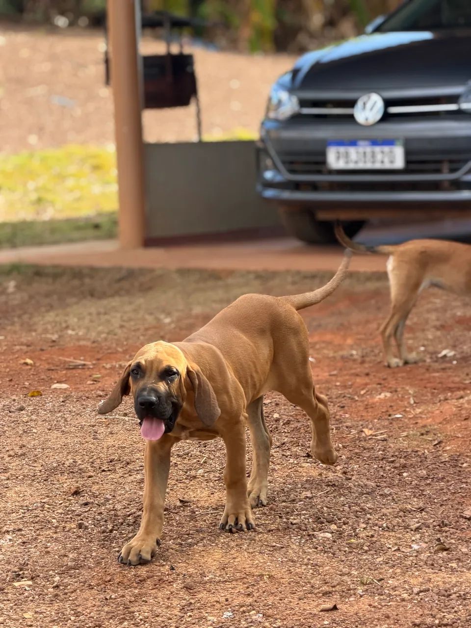FILA BRASILEIRO - Foto 4