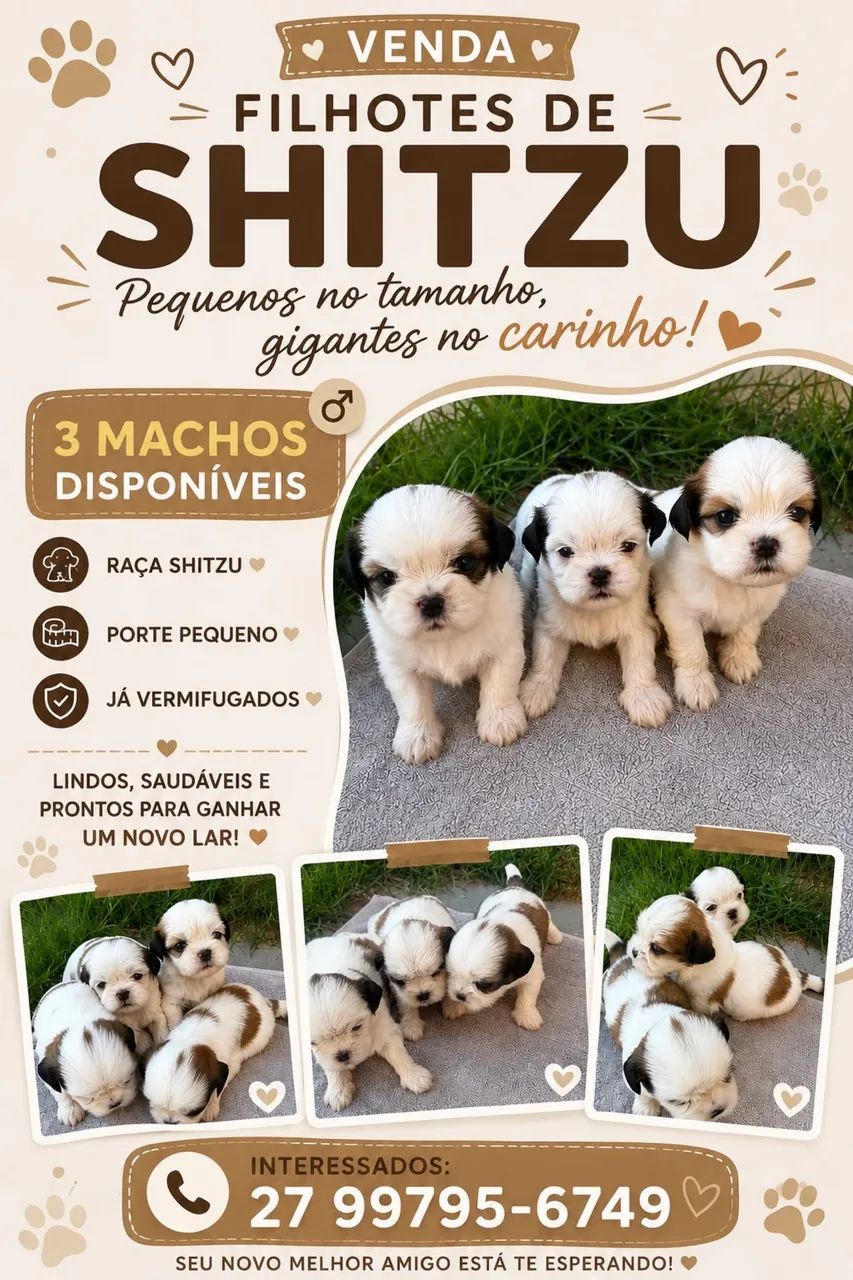 SHITZU MACHOS - Foto 2