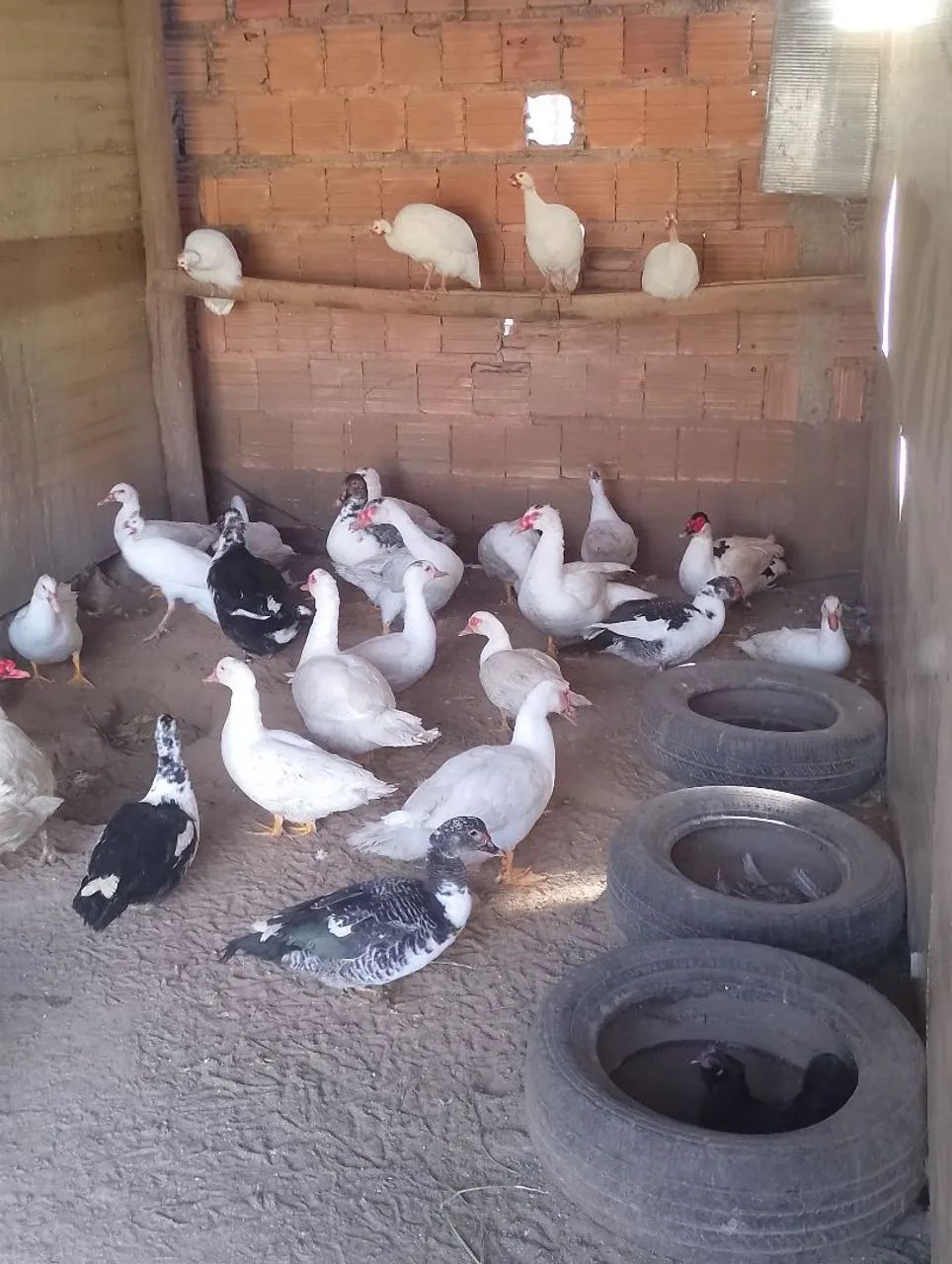 Patos e patas - Foto 4
