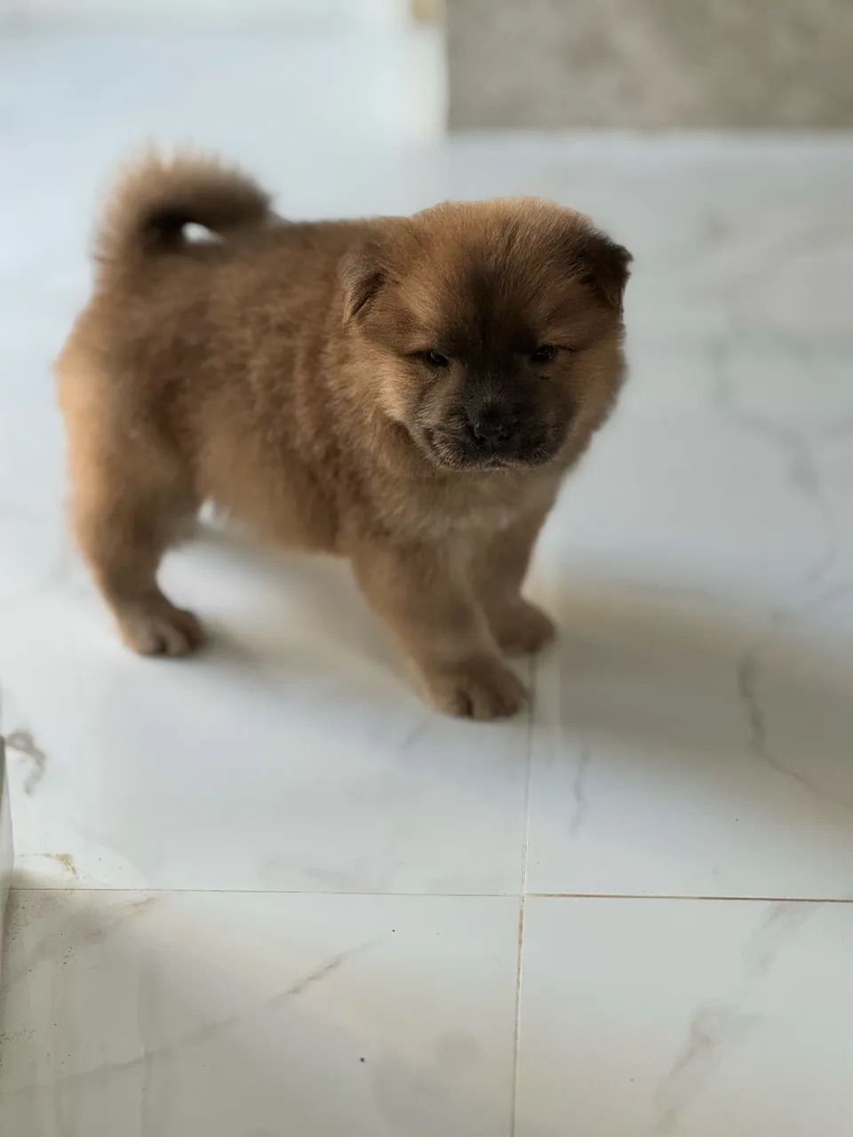 Filhotes de chow chow 