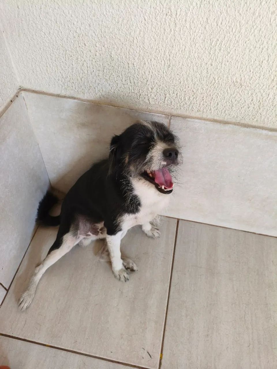 Adoção cachorro  - Foto 2