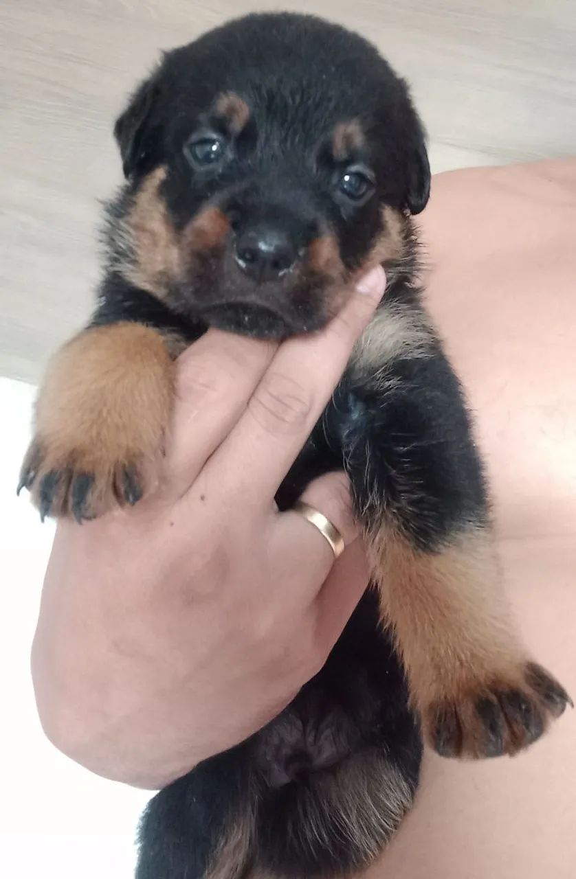 Rottweiler  - Foto 2