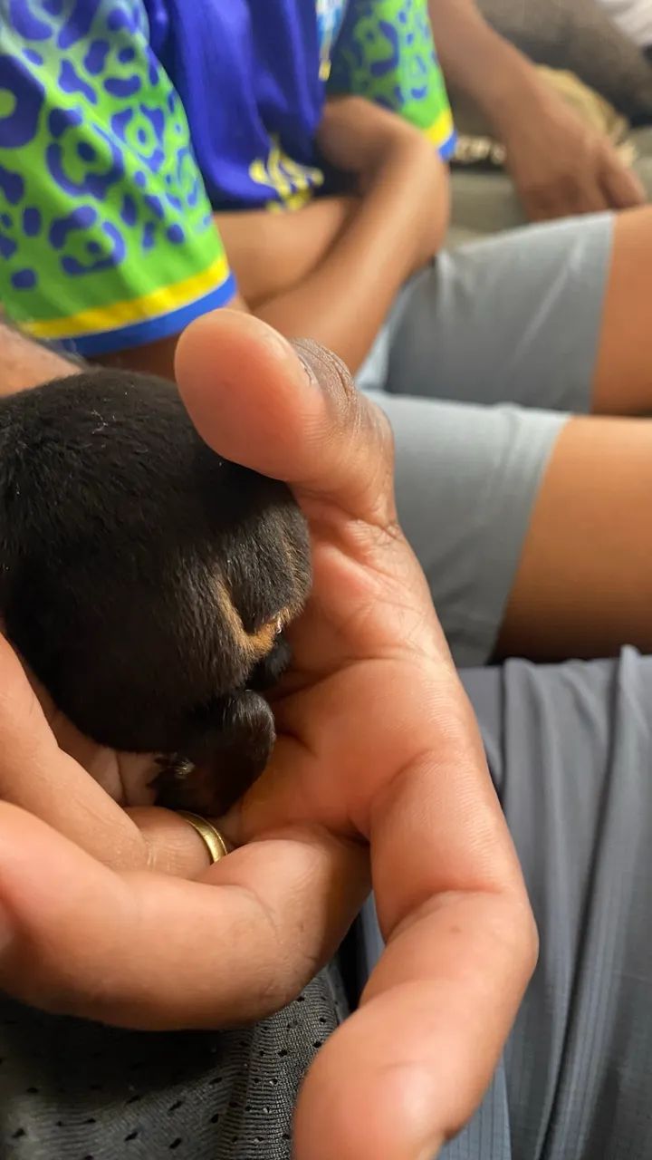 Pinscher  00 - Foto 3