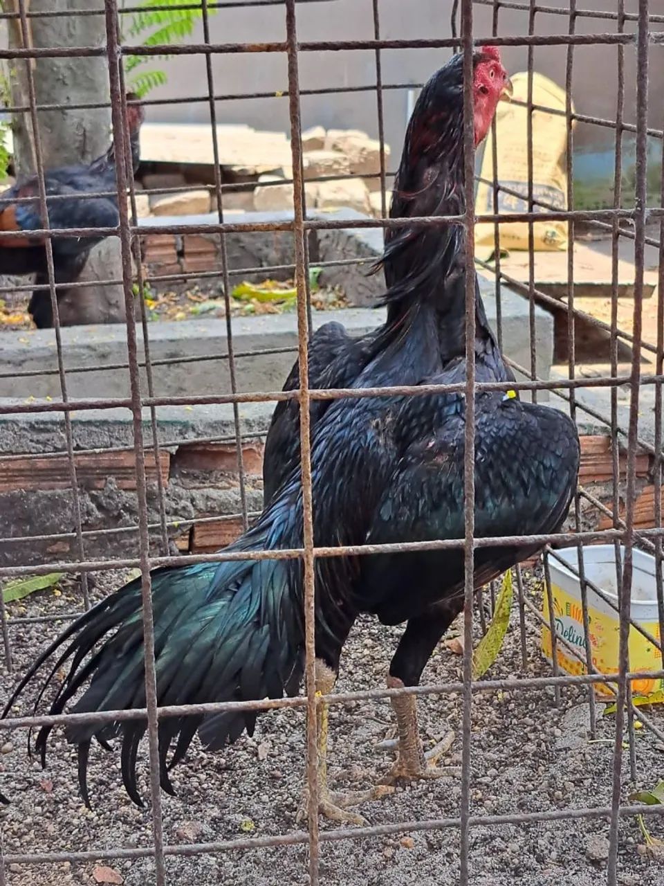 Frango  - Foto 3