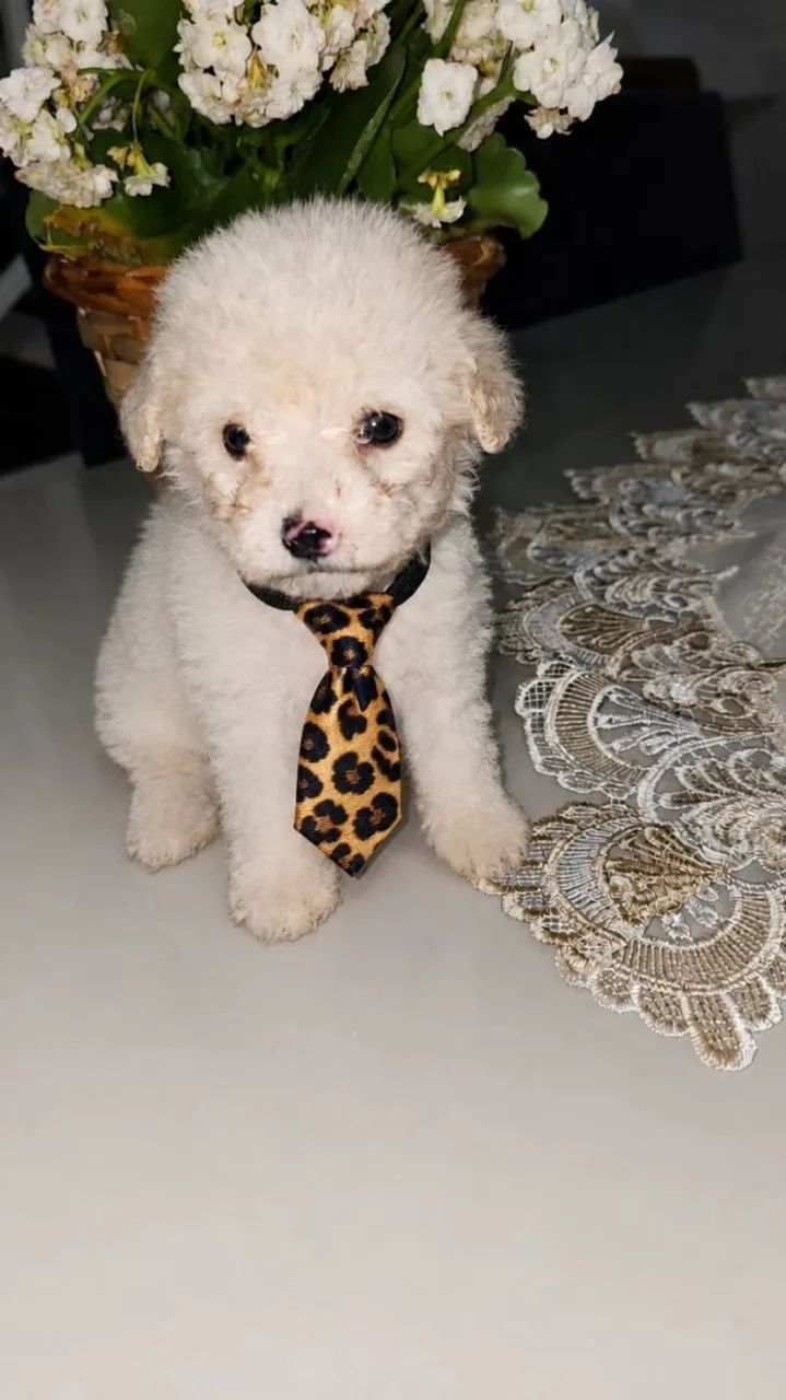 Poodle mini toy  machos
