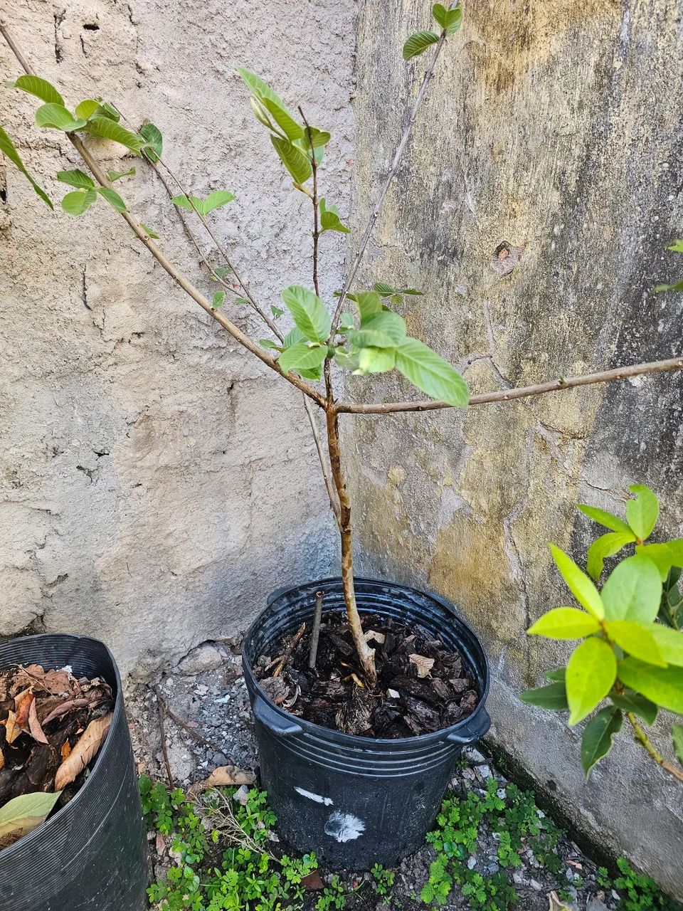 Muda de goiaba  - Foto 2