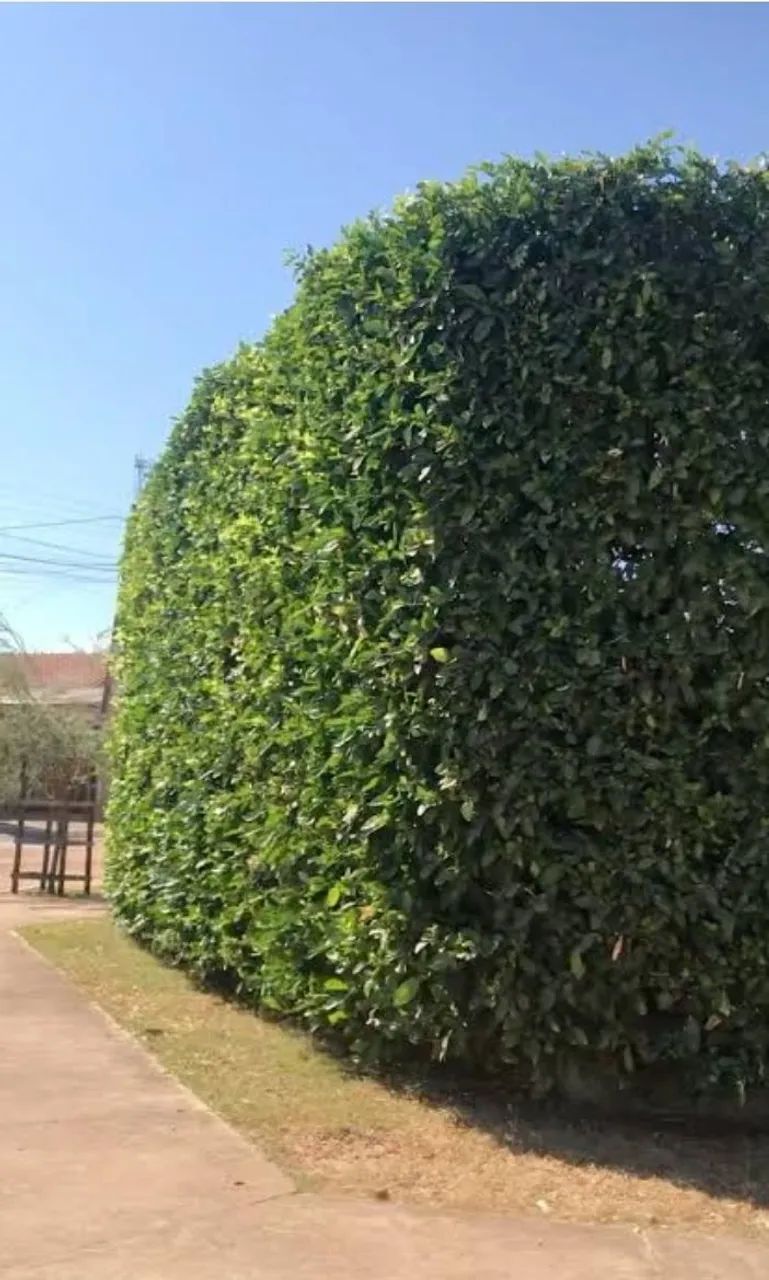 CERCA VIVA OU MURO VERDE MUDAS DE SWINGLEA GLUTINOSA - Foto 3