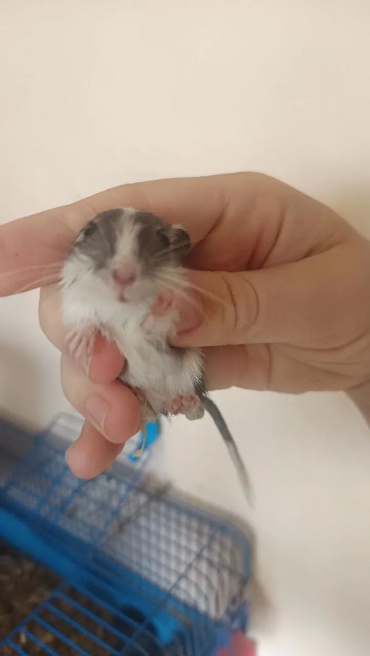 Gerbil esquilo da mongolia