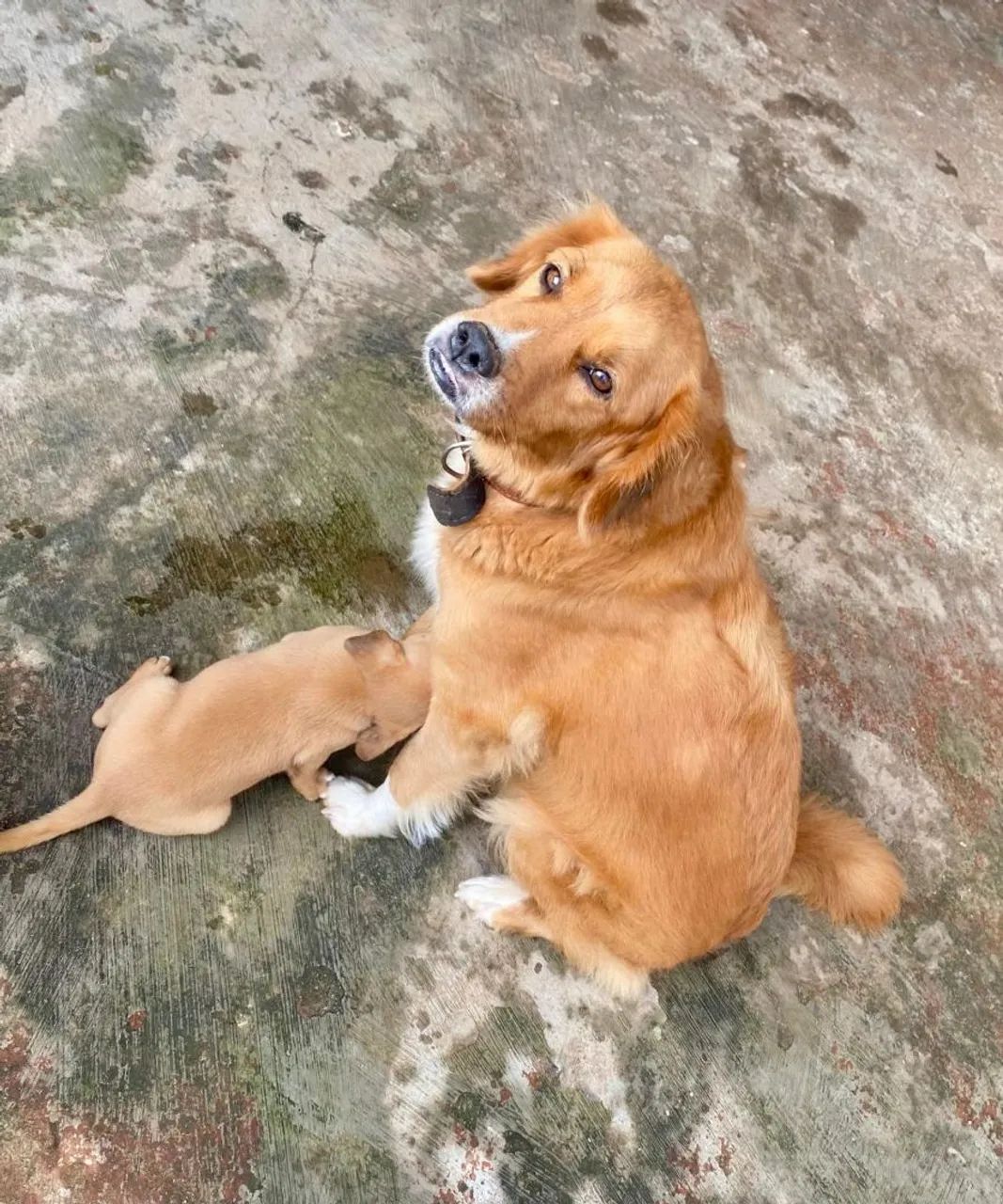 Cachorros para doação  - Foto 5
