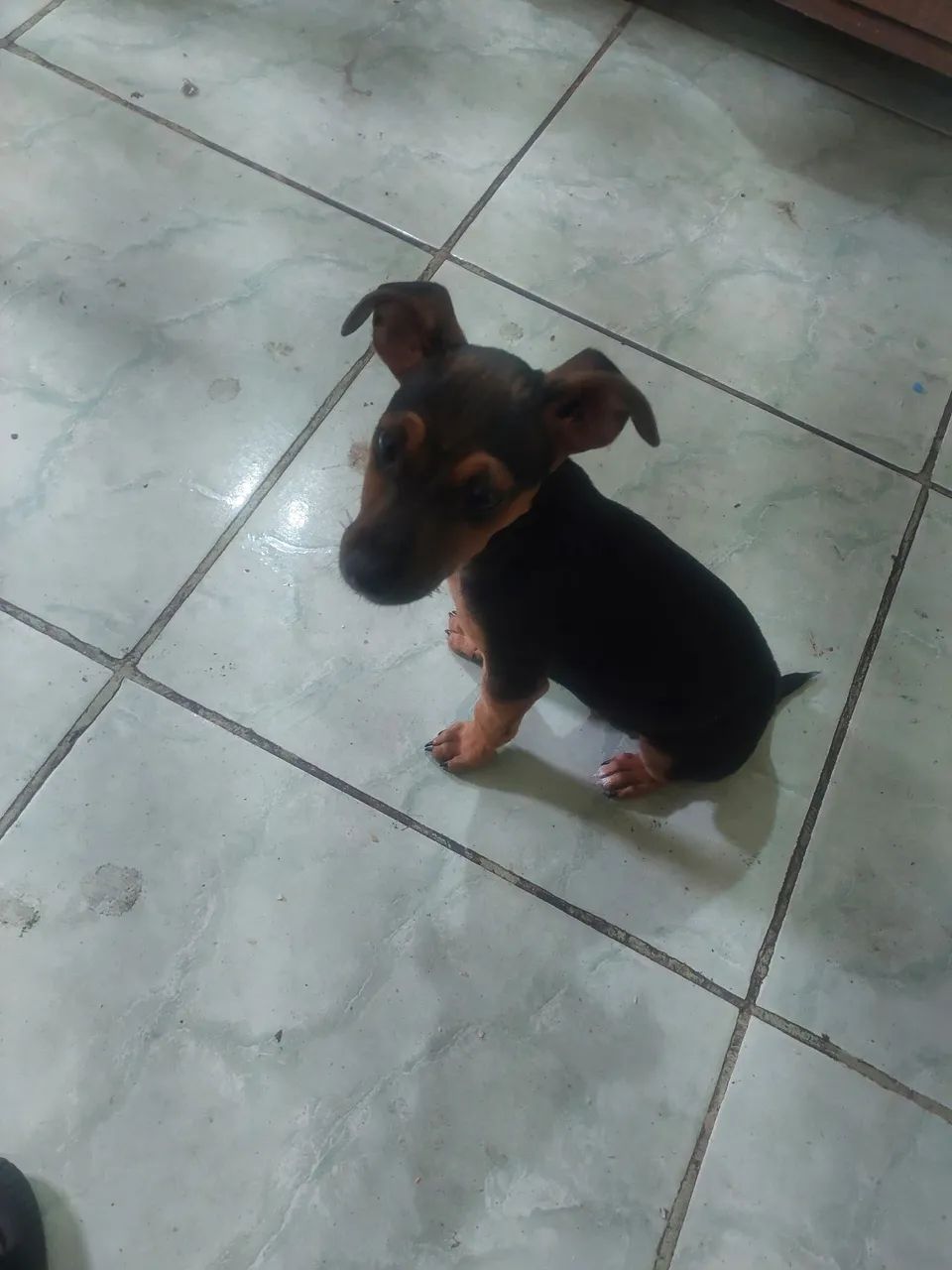 Cachorro pincher  - Foto 3