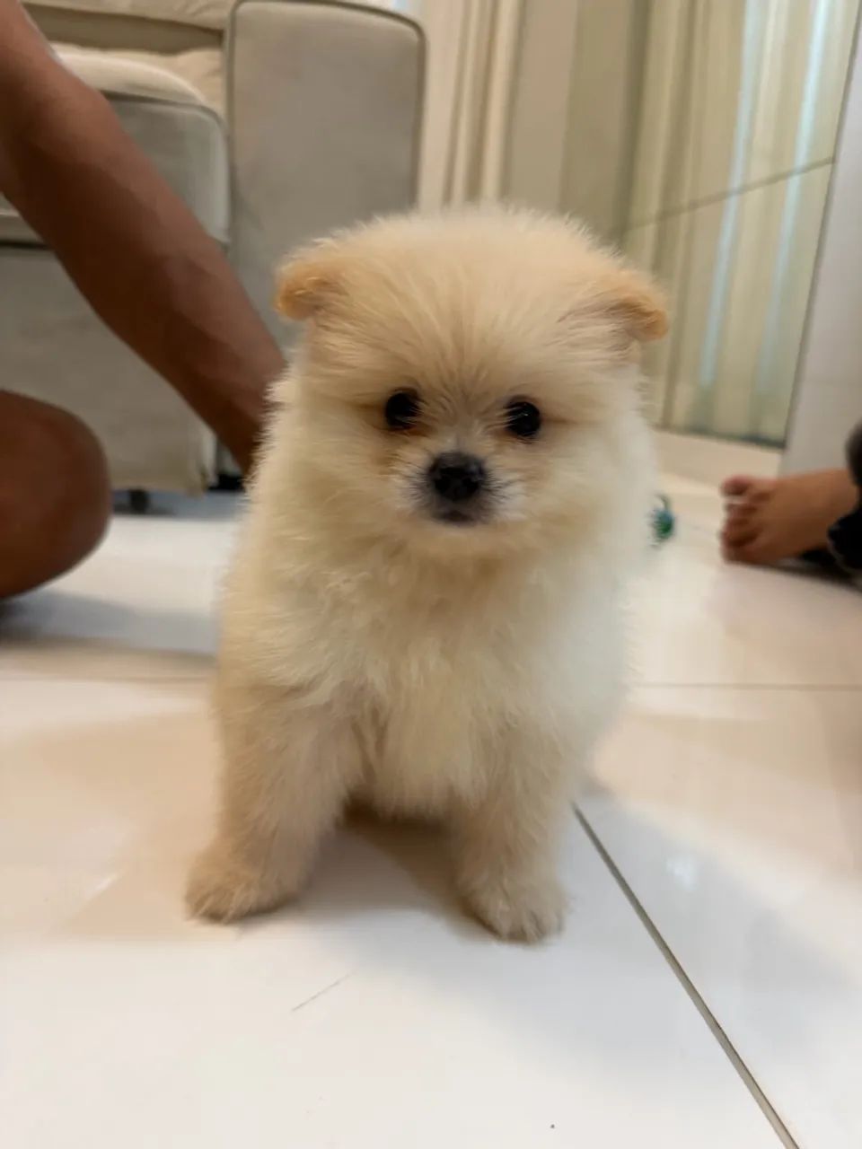 SPITZ ALEMÃO  - Foto 4