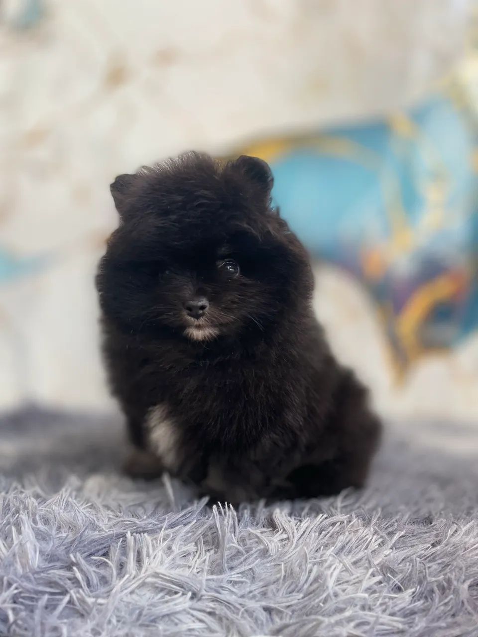 Spitz Alemão  macho  - Foto 4