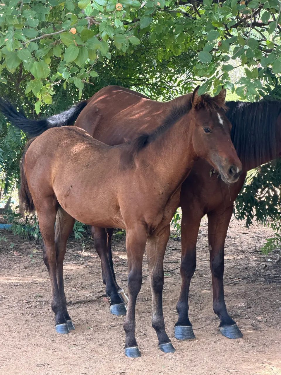 POTRA - Foto 2