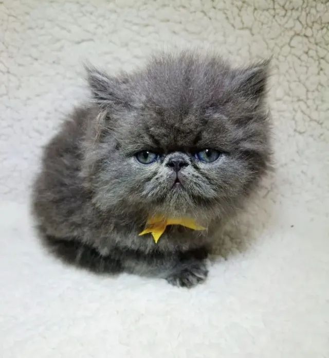 Gatos Persas - Foto 3