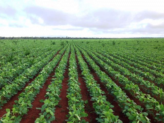 Fazenda 873 ha S.J. Rio Claro MT