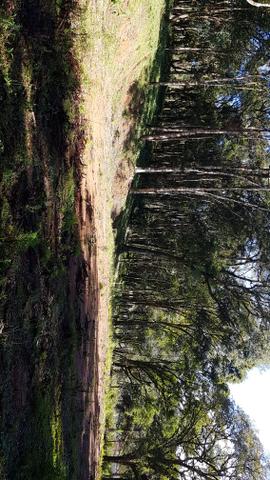 Vendo área para formar chácara em Mandirituba localidade Guapiara 12.000 metros. - Foto 6