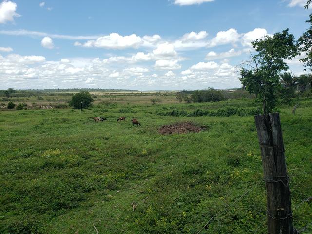 Fazenda, soja e pecuária - Foto 3