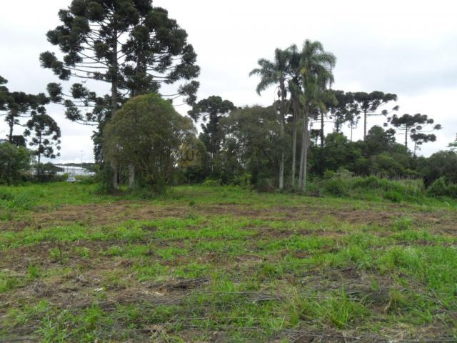 Terreno, Roseira, São José dos Pinhais-PR - Foto 10