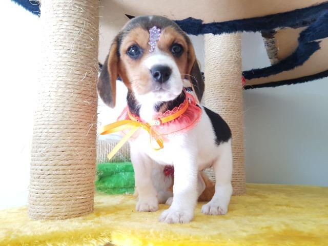 Beagle Filhotes Bicolor e tricolor femea - Foto 2