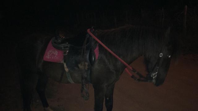 Vendo potro de 1 ano e 11 meses, ótimo de marcha picada - Foto 3