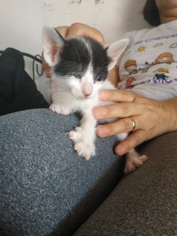 Animais para adoção - Foto 3