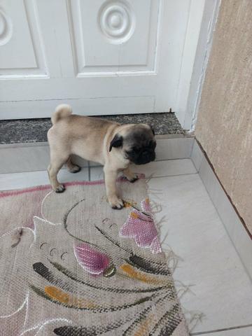 Linda filhote de Pug (raça pura) FÊMEA - Foto 2