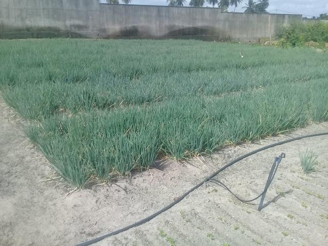 Cebola pra planta 30 reais a saca - Foto 6