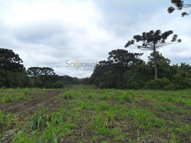 Terreno, Roseira, São José dos Pinhais-PR - Foto 14
