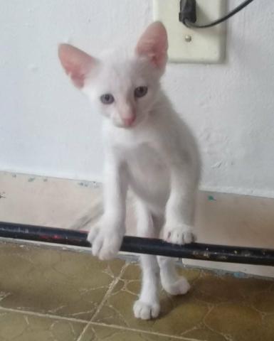 Doação De Filhotes De Gato - Foto 5