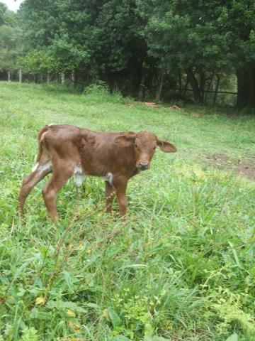 3 Novilhas Red prenhas e uma com cria ao pé - Foto 4
